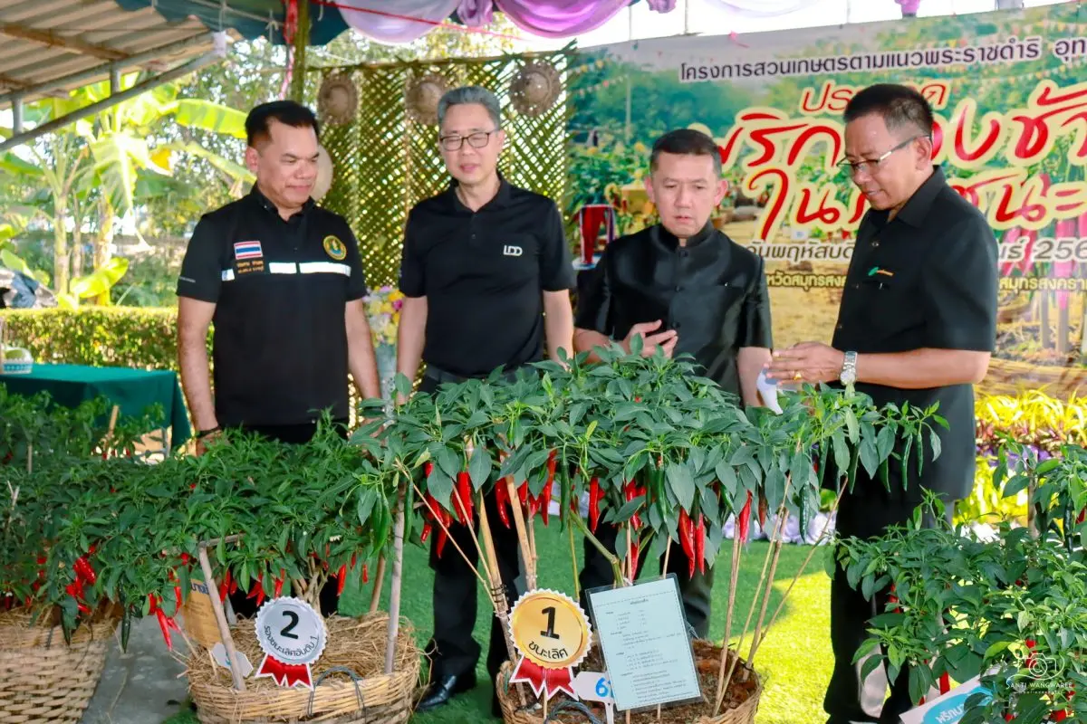 นายประสาน ปานคง ผู้อำนวยการสำนักงานส่งเสริมและพัฒนาการเกษตรที่ 2 จังหวัดราชบุรี มอบเกียรติบัตรแก่ผู้นำพริกส่งประกวดในกิจกรรมการประกวดพริกบางช้างในภาชนะ ประจำปีงบประมาณ 2569 ภายใต้...